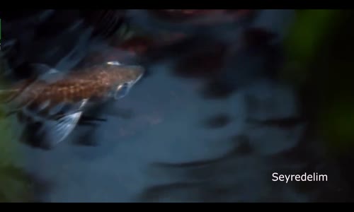 Okçu Balığının Muazzam Avlanma Stratejisi