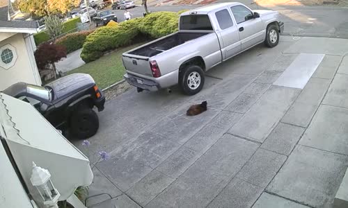 Tasmaya Rağmen Pitbullun Saldırması