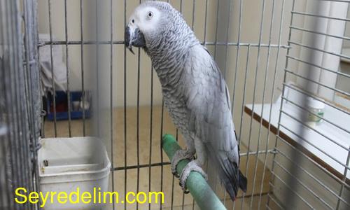 Üç sure okuyan papağan görenleri mest ediyor