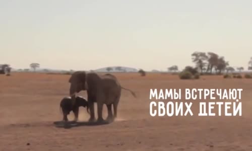 Yavruların Annelerine Kavuştukları Anlar