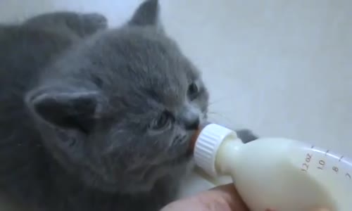 Biberondan Süt İçen Kedi