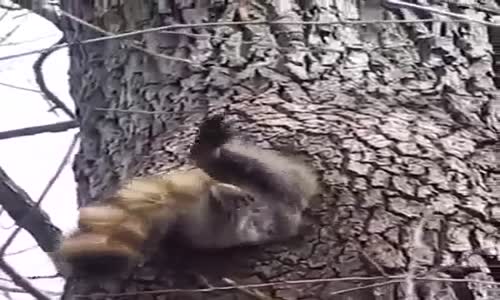 Sincap Yemeği Fazla Kaçırınca Yuvasına Zor Girdi