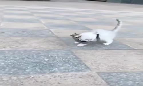 planör ve kedi arkadaşlığı 