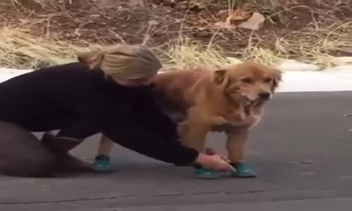 Yeni Ayakkabılarına Alışamayan Köpek