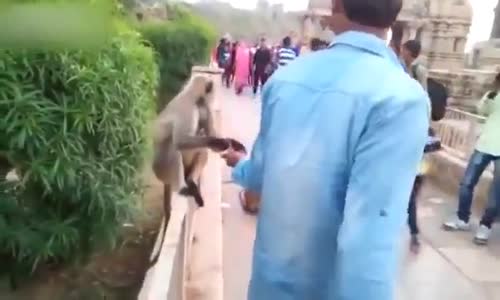 Maymuna Tokat Atan Rahatsız Adam