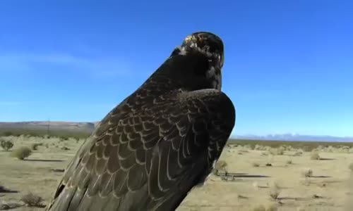 Doğan Ördek Avlıyor