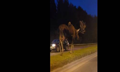 Alaska Sokaklarında Dolaşan Dev Geyik