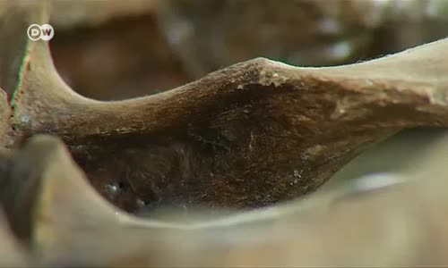 İnsanın 40 Bin Yıl Önceki Varlığından İzler Bulundu