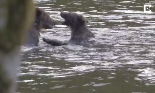 Yavru Ayıların Kavgası