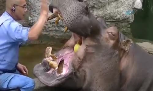 Su Aygırı Dişlerini Böyle Temizletti