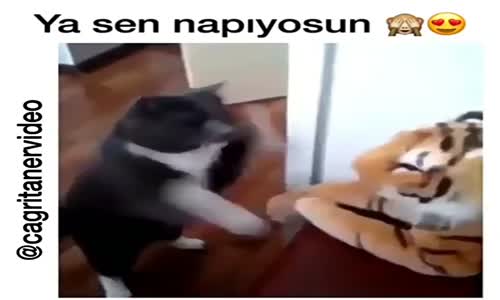 Oyuncak Kaplanı Döven Kedi