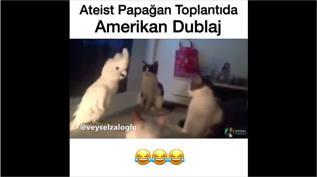 Ateist Papağan Toplantıda - Amerikan Dublaj
