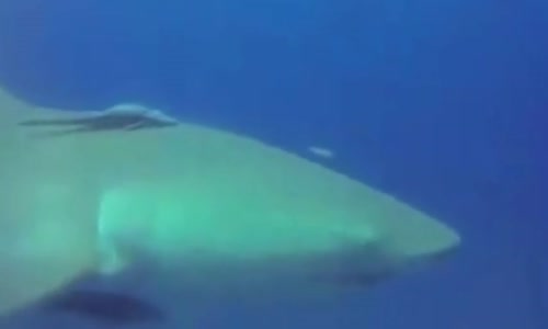 Dalgıçtan Yardım İsteyen Köpekbalığı