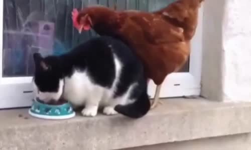 Kedi ile Horozun Mama Dövüşü