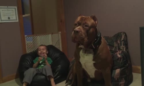 Çocuğun Mızıka Çalmasına Tepki Veren Köpek