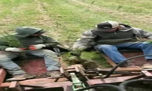 Ağaç dikiminde inovasyon 