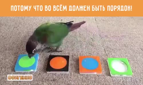 Çok Akıllı Bir Kuş