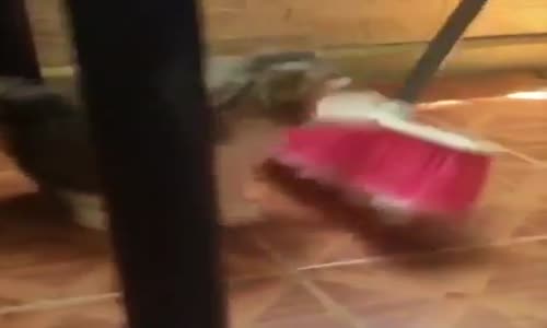 Kedinin Süpürgeyle İmtihanı