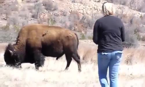 Yanına Yaklaşan Kadının Aklını Alan Bizon