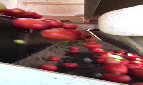 Domates Ayıklama Makinası (Renklerine Göre)