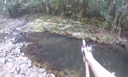 Yılan Balığından Beklenmeyen Saldırı