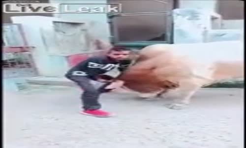 Şov Peşindeki Elemanın Ayaklarını Yerden Kesen Boğa