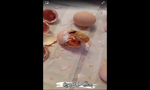 Bir Civcivin Yumurtadan Çıkışı