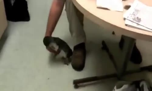 Yavru Penguen Eve Girerse