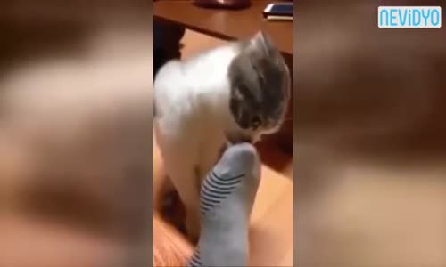 Sahibinin Ayağını Koklayınca Bayılan Kedi