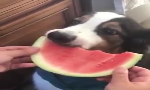 Karpuz Yiyen Köpek 