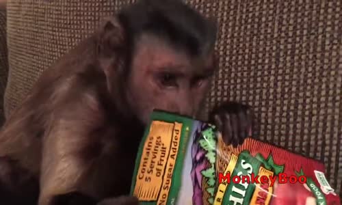 Atıştırmalık Seven Maymun