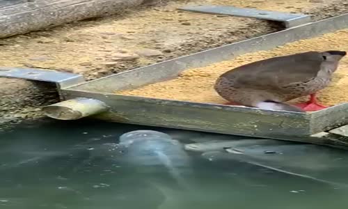 Merhamet her canlının en güzel süsüdür.....