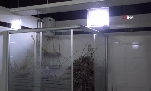 Sakarya’da şaşırtan olay- Kargalar evi bakın ne hale getirdi