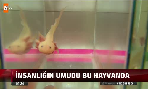 İnsanlığın Umudu Bu Hayvanda 
