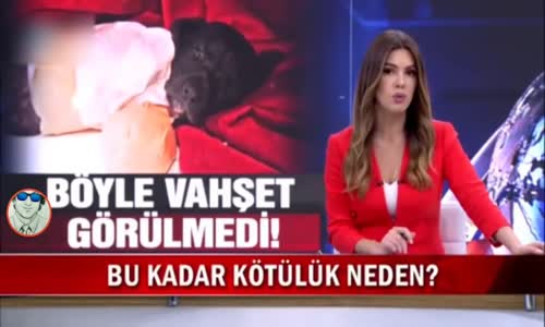 Yavru Köpeğe Yapılanlar Ve Sonunda Hepimizi Kahreden O Haber