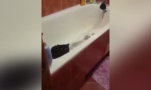 Hayvanların Birbirinden Komik Videoları