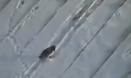 Karga Çatıyı Oyun Parkına Çevirdi