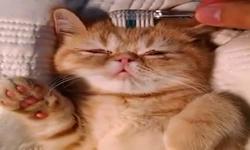 Diş Fırçasıyla Uyutulan Şapşik Kedi