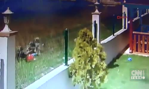 5 Yaşındaki Çocuğa 6 Köpek Saldırdı