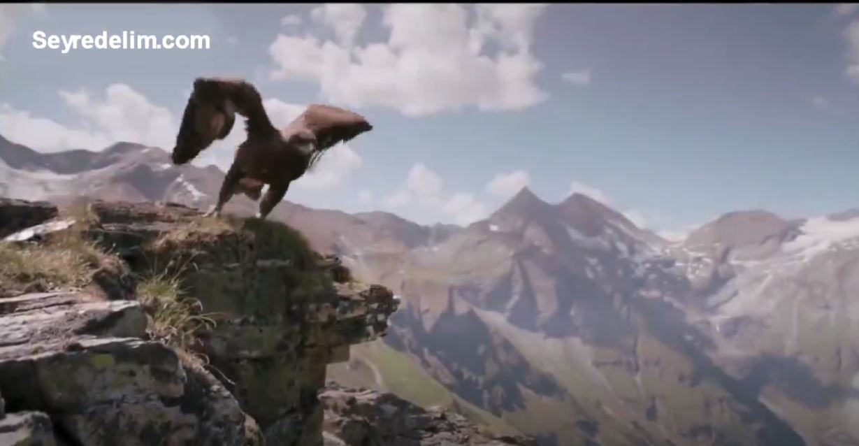 Kartal Dağ Keçisini Avlamaya Çalışıyor