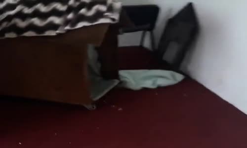 Doğum Yapan Kedisini Görünce Sevinç Patlaması Yaşayan Adam