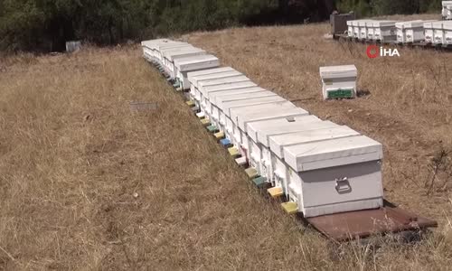 Arı Zehrinin Gram Fiyatı Dudak Uçuklatıyor 