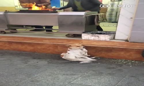 Hayattan Bıkan Bir Köpek