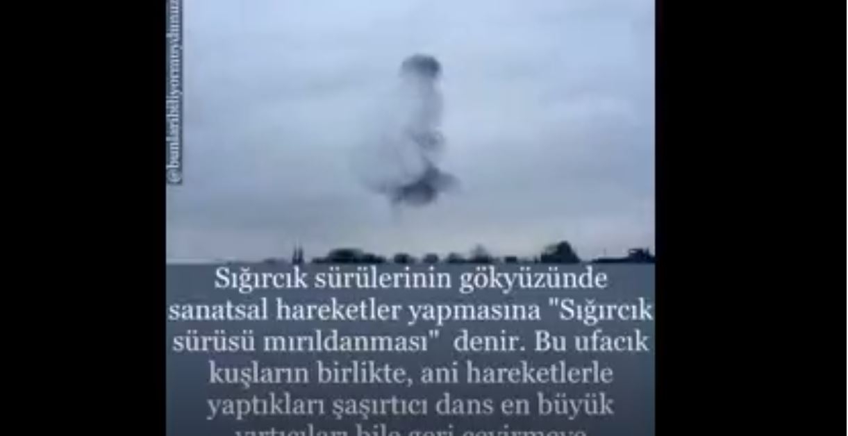 Sığırcık Sürülerinin Gök Yüzünde Sanatsal Hareketleri