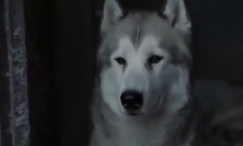 Börü - Yalnız Kurtların Destanı (Özel Klip)