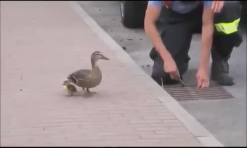 Anne Ördek Yavrusunu Kaybedince..Beklemesi Çok Dokunaklı..İzlenme Çok Değer Bir Video