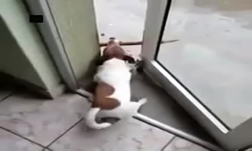 Kapıdan Deynek Sokmaya Çalışan Köpek :)