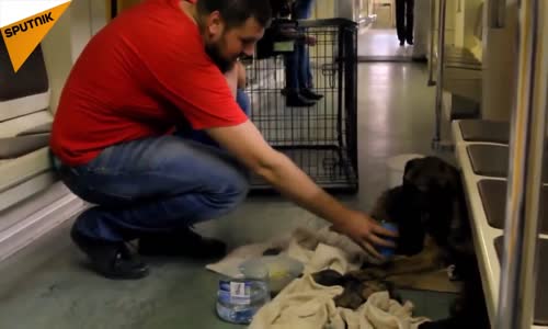 Moskova Metrosunda Doğum Yapan Köpek