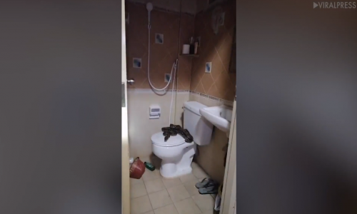 Yatağında Uyuyan Teyzeyi Isıran Piton