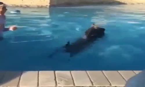 Köpeğin Havuz Keyfi